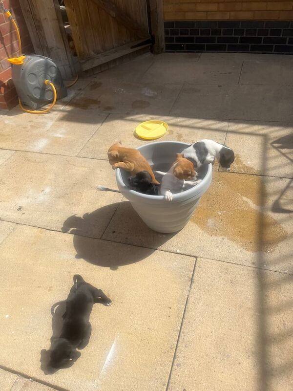 Jack Russell puppies for sale in Shoreditch, Greater London – 9 weeks old - Image 3 of 3