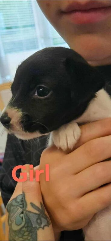 Jack Russell Terrier puppies for sale in Ribbleton, Lancashire – 5 weeks old