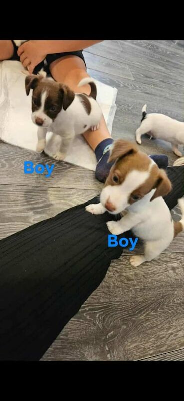 Jack Russell Terrier puppies for sale in Ribbleton, Lancashire – 8 weeks old - Image 2 of 3
