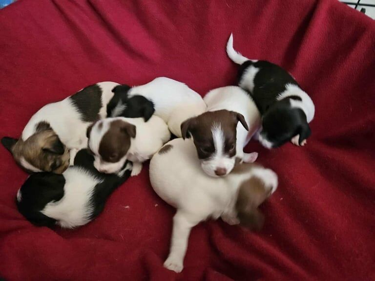 Jack Russell Terrier puppies for sale in Ribbleton, Lancashire – 8 weeks old - Image 3 of 3
