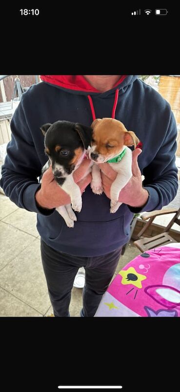 Jack Russell Terrier puppies for sale in North West London, London – 8 weeks old