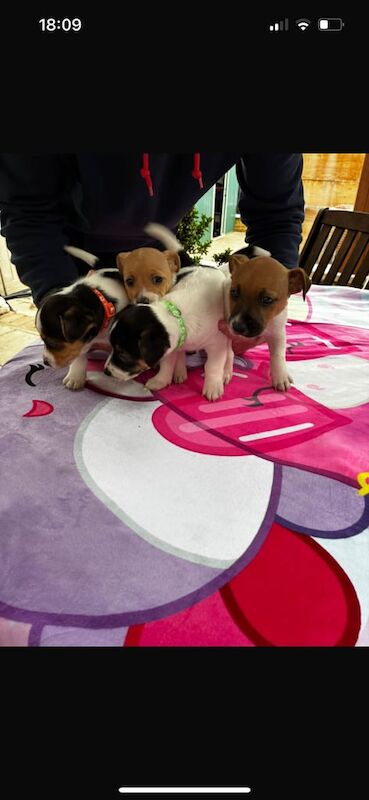Jack Russell Terrier puppies for sale in North West London, London – 3 months old - Image 2 of 3