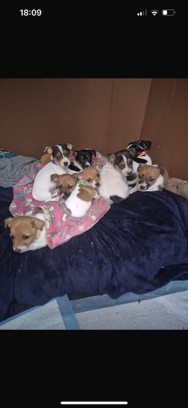 Jack Russell Terrier puppies for sale in North West London, London – 3 months old - Image 3 of 3