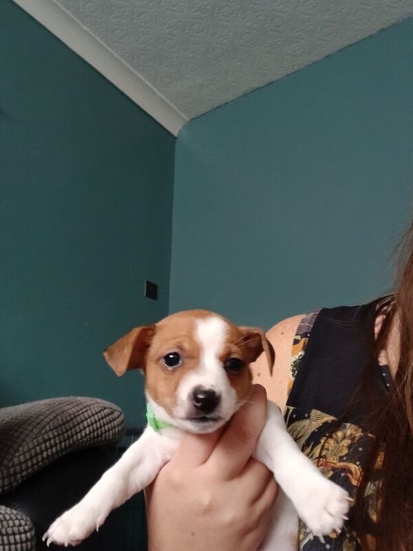 Jack Russell Terrier puppies for sale in Bradford, West Yorkshire – 6 weeks old