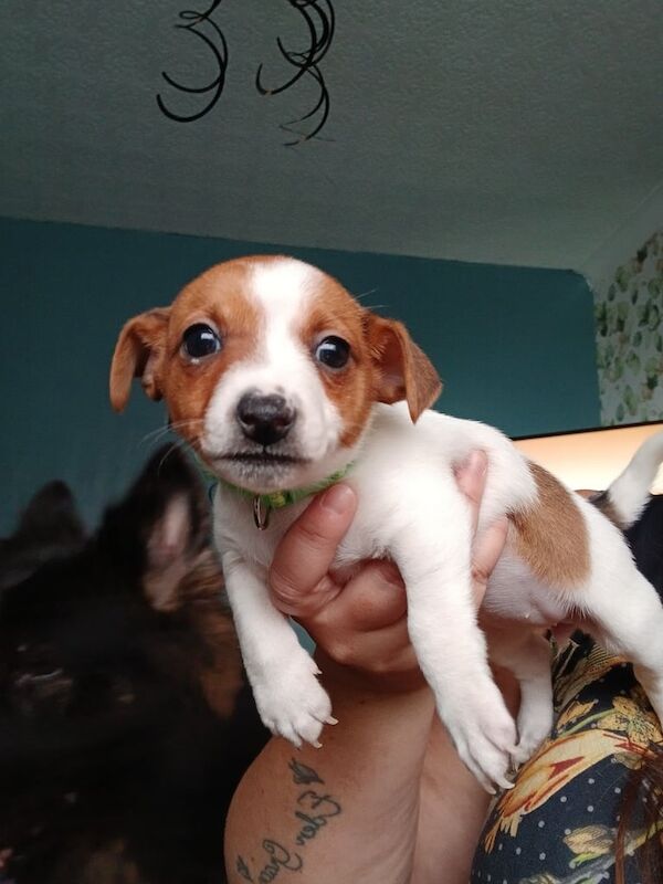 Jack Russell Terrier puppies for sale in Bradford, West Yorkshire – 6 weeks old - Image 2 of 3