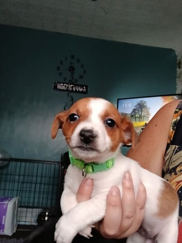 Jack Russell Terrier puppies for sale in Bradford, West Yorkshire – 6 weeks old - Image 3 of 3