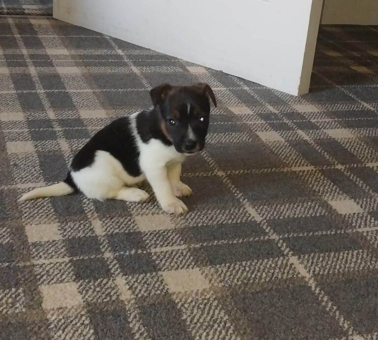 Jack Russell Terrier puppies for sale in Carluke, Lanarkshire – 7 weeks old - Image 2 of 6
