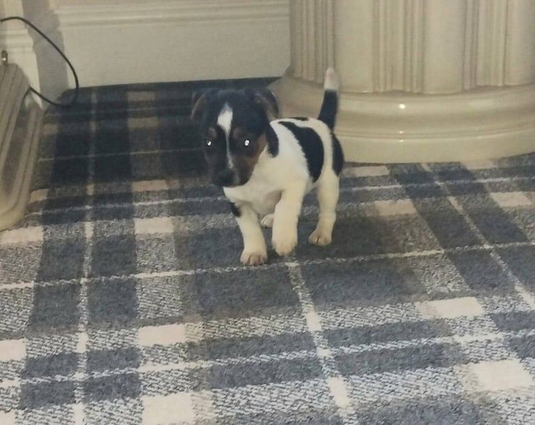 Jack Russell Terrier puppies for sale in Carluke, Lanarkshire – 7 weeks old - Image 3 of 6