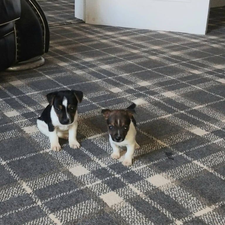 Jack Russell Terrier puppies for sale in Carluke, Lanarkshire – 7 weeks old - Image 4 of 6