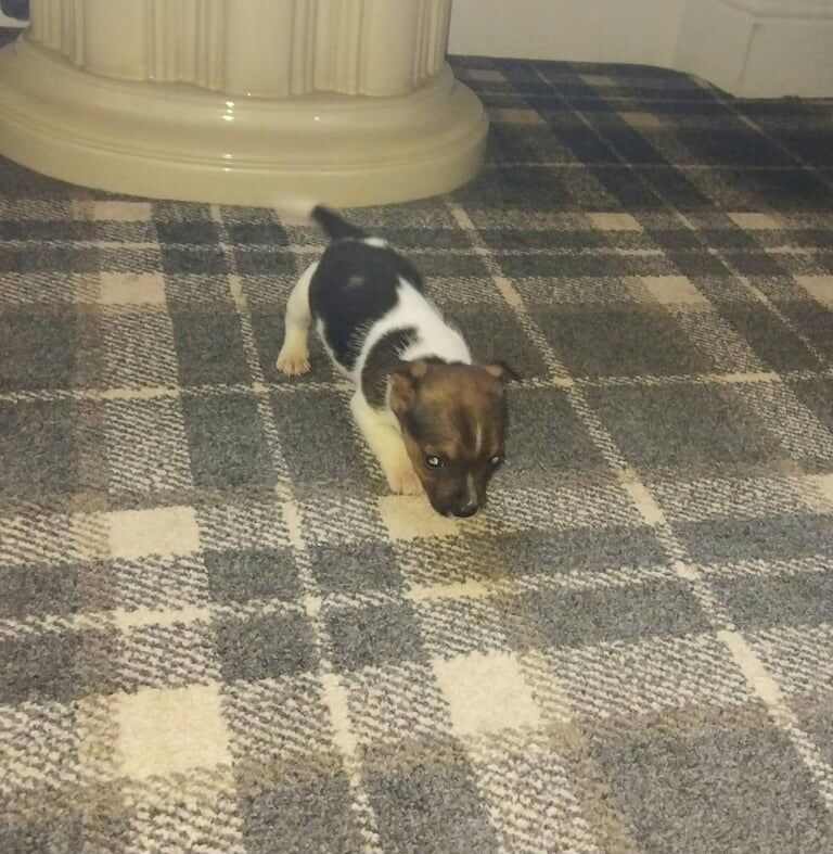 Jack Russell Terrier puppies for sale in Carluke, Lanarkshire – 7 weeks old - Image 5 of 6