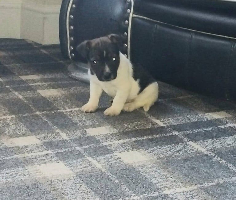 Jack Russell Terrier puppies for sale in Carluke, Lanarkshire – 7 weeks old - Image 6 of 6