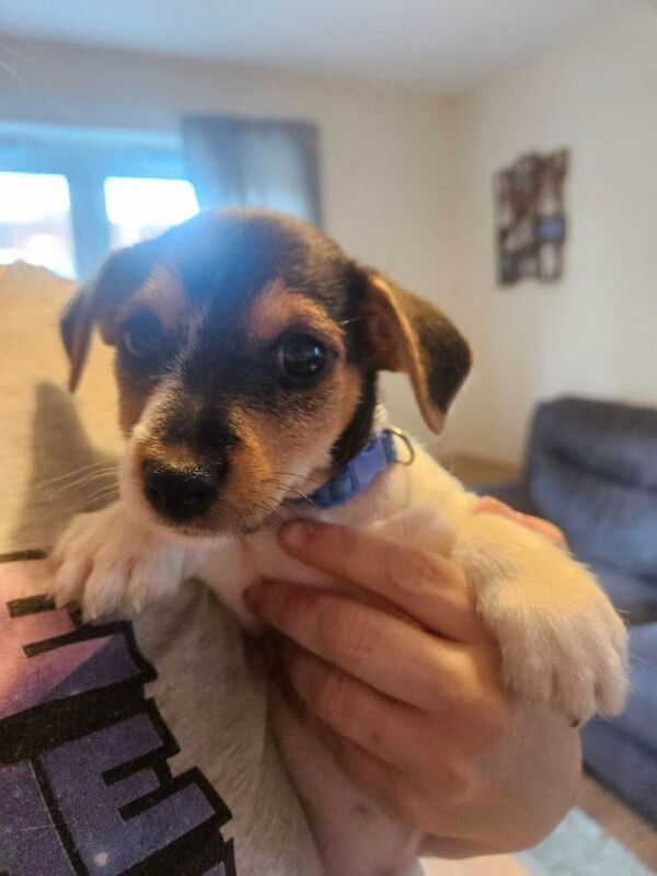 Jack russell - Image 2 of 4