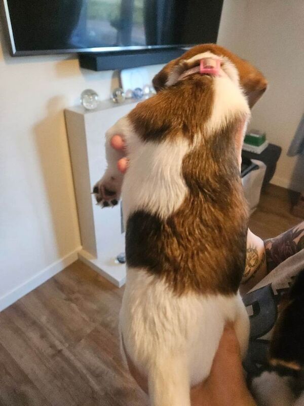 Jack russell - Image 3 of 4