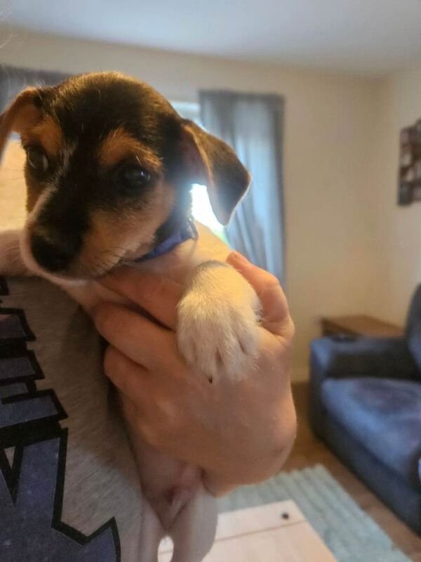 Jack russell - Image 4 of 4