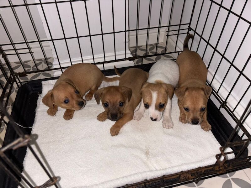 Jack Russell puppies for sale in High Wycombe, Buckinghamshire – 8 weeks old