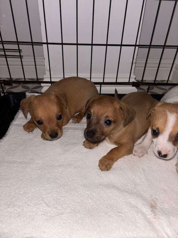 Jack Russell puppies for sale in High Wycombe, Buckinghamshire – 8 weeks old - Image 2 of 4