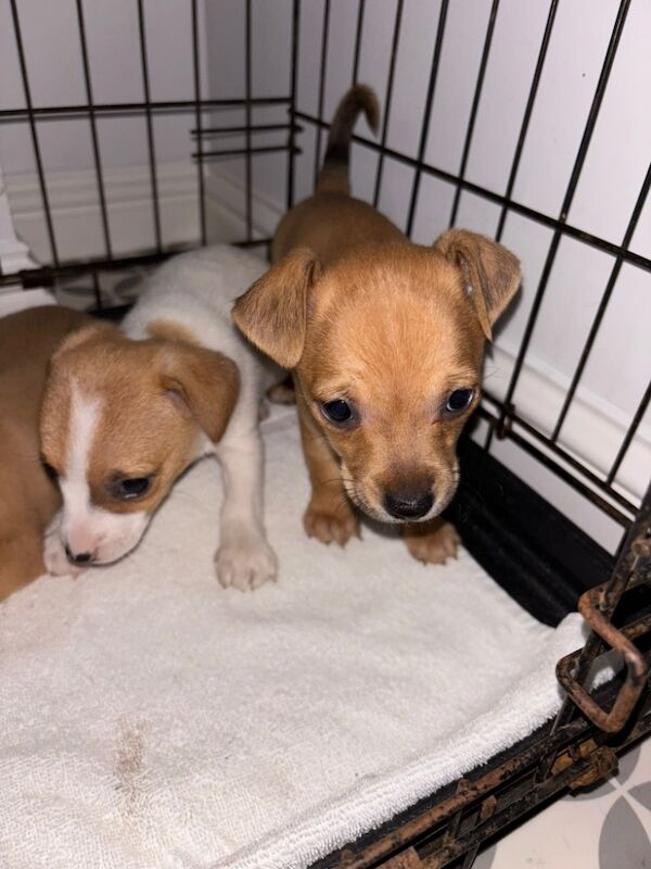 Jack Russell puppies for sale in High Wycombe, Buckinghamshire – 8 weeks old - Image 3 of 4