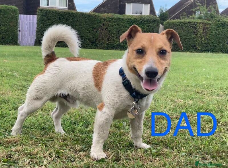 Jack Russell puppies for sale in High Wycombe, Buckinghamshire – 8 weeks old - Image 4 of 4