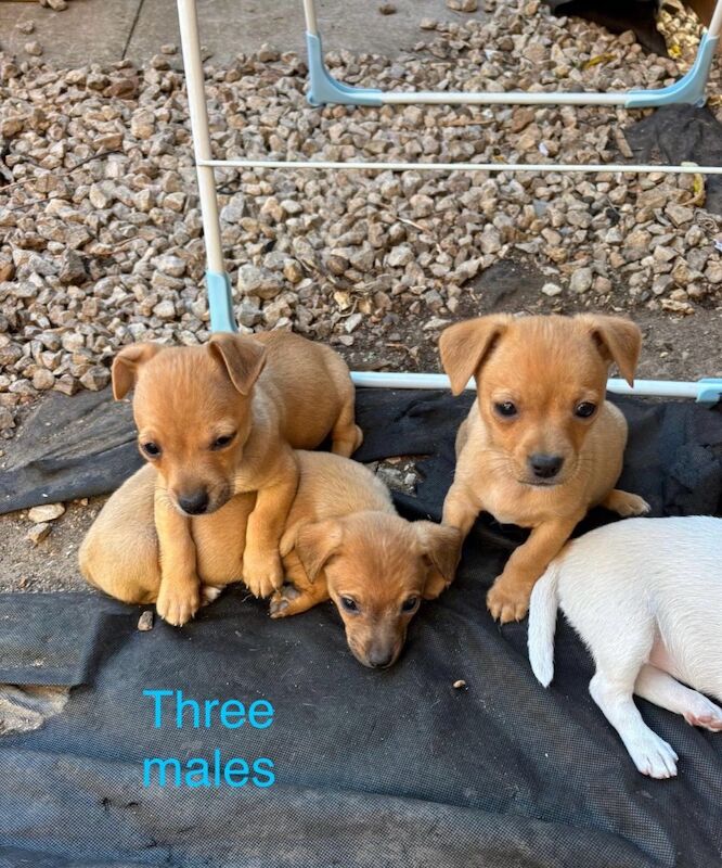Jack Russell puppies for sale in High Wycombe, Buckinghamshire – 8 weeks old