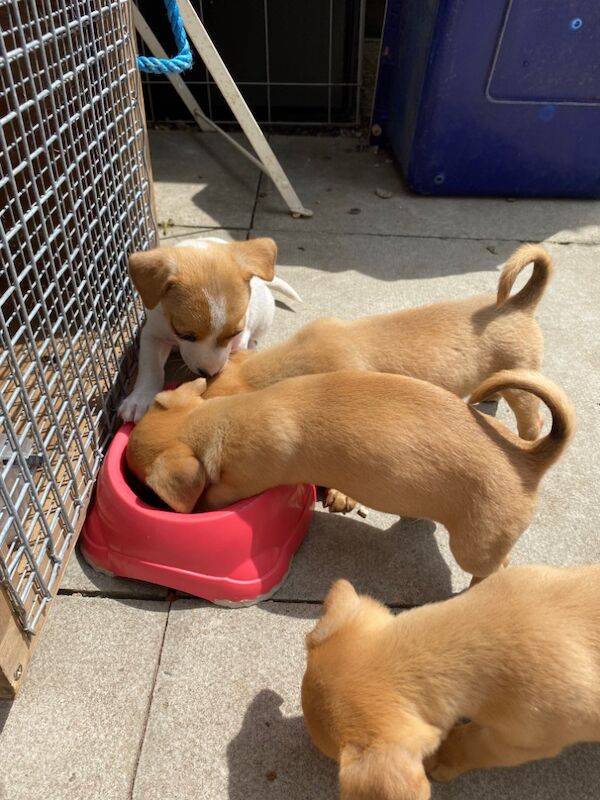 Jack Russell puppies for sale in High Wycombe, Buckinghamshire – 9 weeks old