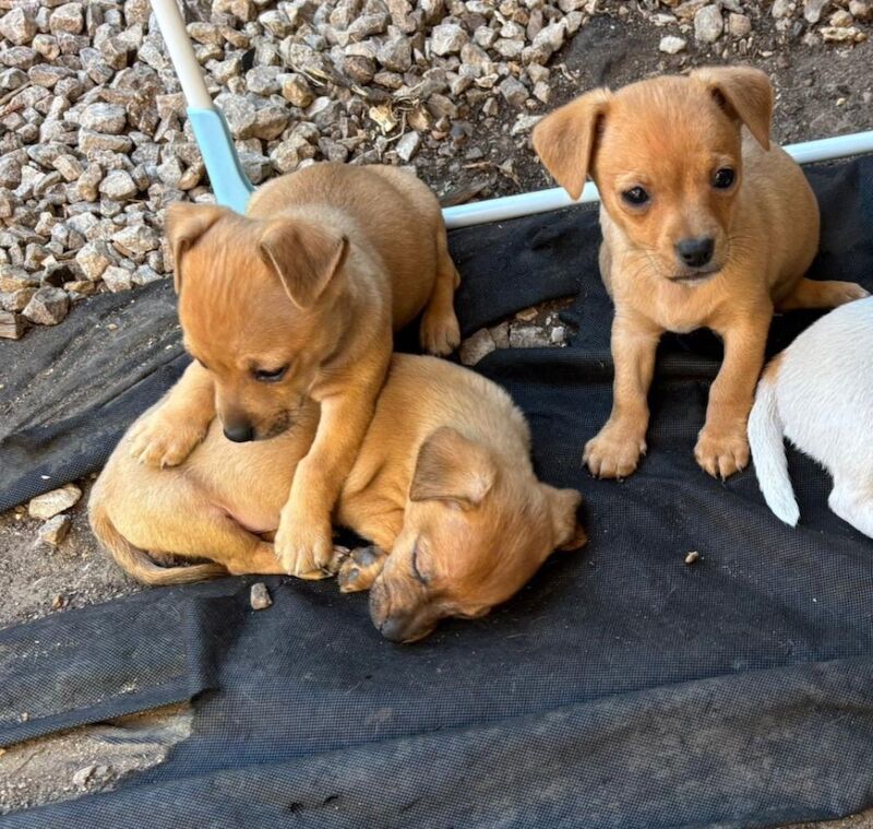 Jack Russell puppies for sale in High Wycombe, Buckinghamshire – 11 weeks old