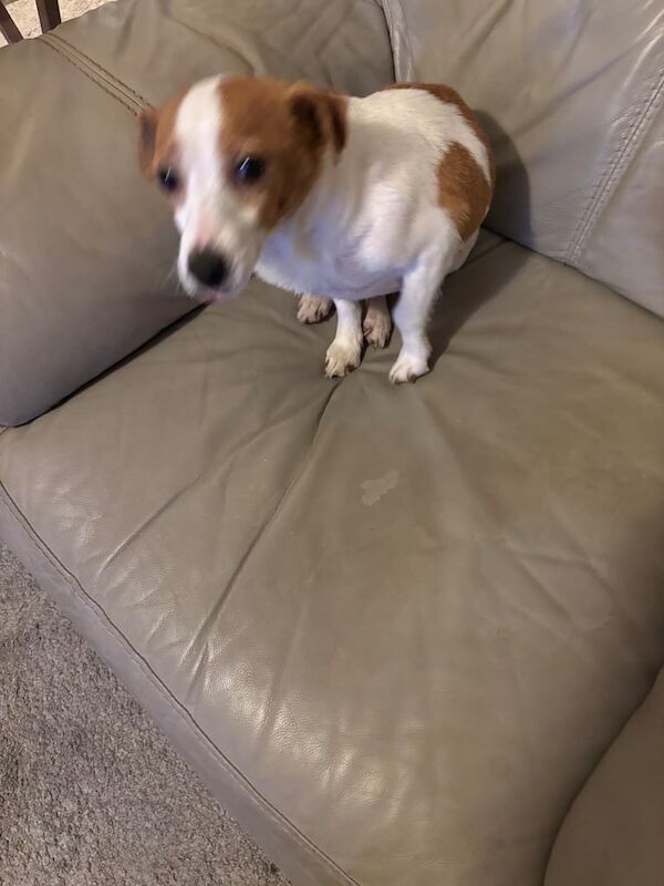 Jack Russell Terrier puppies for sale in Collingham, Nottinghamshire – 6 years old