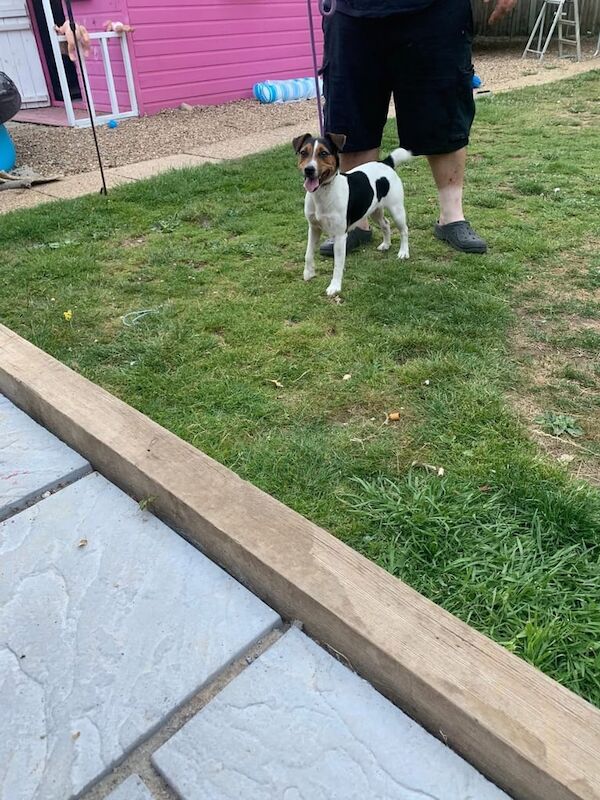 Jack Russell puppies for sale in Godalming, Surrey – 1 year old