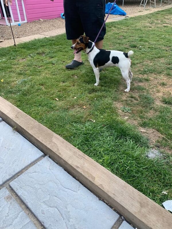 Jack Russell puppies for sale in Godalming, Surrey – 1 year old - Image 2 of 3