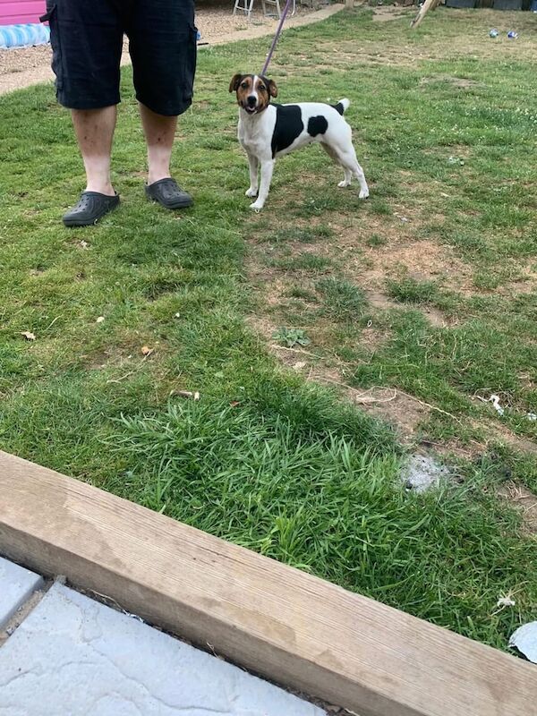 Jack Russell puppies for sale in Godalming, Surrey – 1 year old - Image 3 of 3