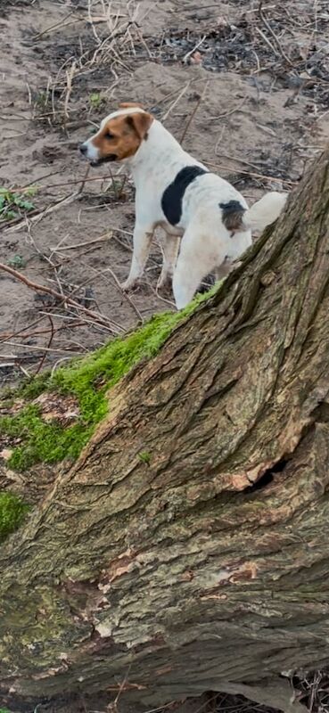 Jack Russell bitch pup for sale in Stokesley, North Yorkshire
