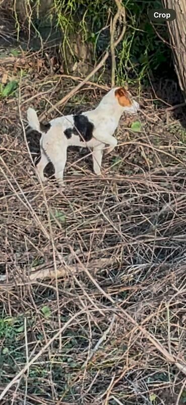 Jack Russell Terrier puppies for sale in Stokesley, North Yorkshire – 1 year old - Image 2 of 3