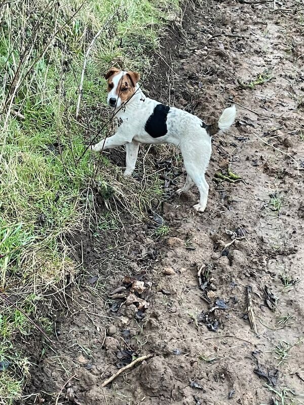 Jack Russell Terrier puppies for sale in Stokesley, North Yorkshire – 1 year old - Image 3 of 3