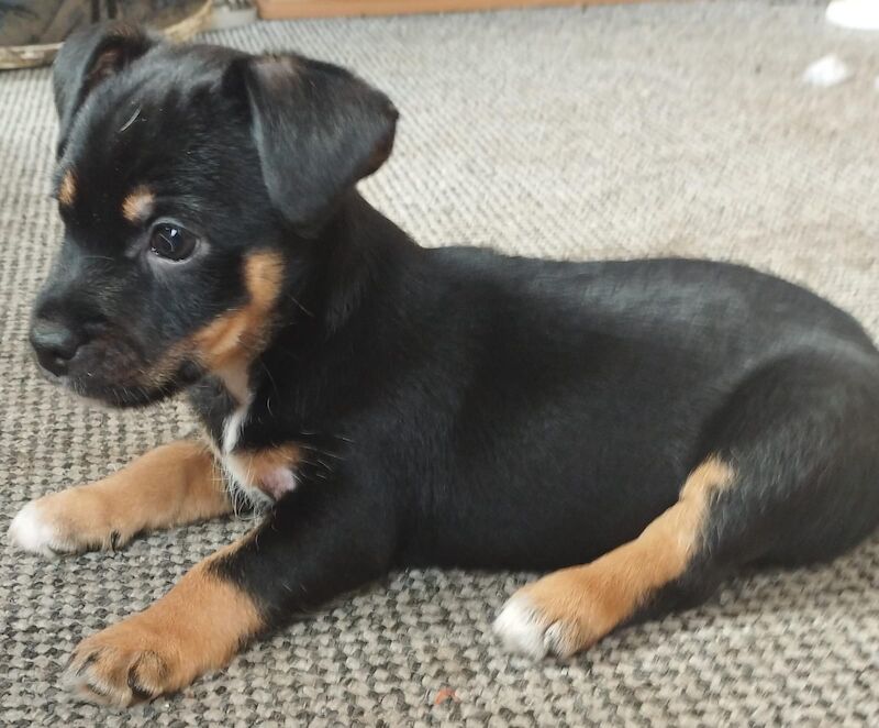 Jack Russell boy for sale in Kettering, Northamptonshire - Image 2