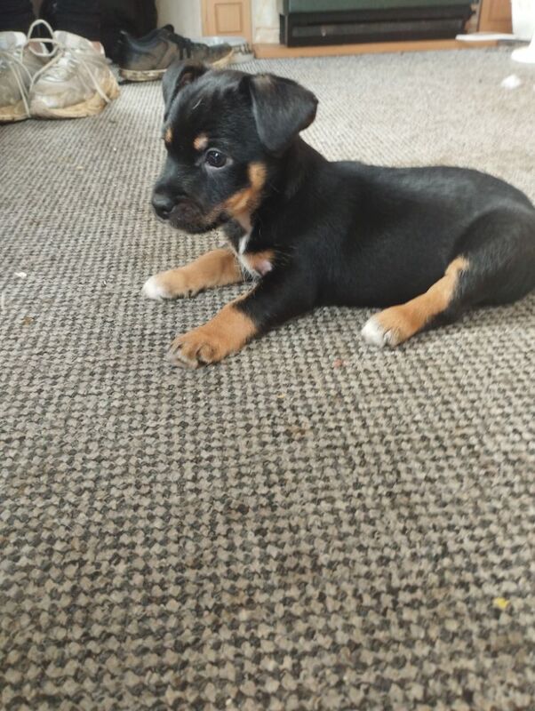 Jack Russell boy for sale in Kettering, Northamptonshire - Image 3