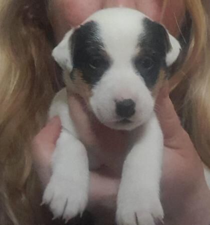 Jack Russell Boy Puppy.... for sale in Hawick, Scottish Borders - Image 1