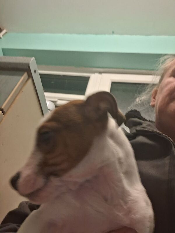 Jack Russell cross for sale in Belper, Derbyshire