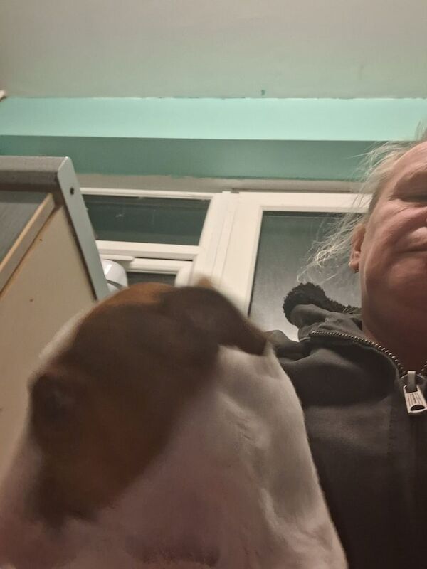 Jack Russell cross for sale in Belper, Derbyshire | Image 2