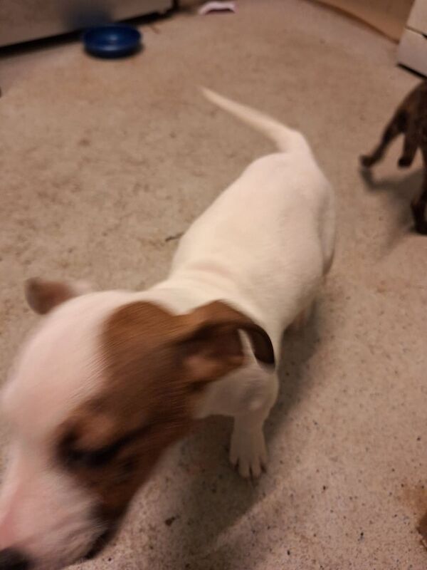 Jack Russell cross for sale in Belper, Derbyshire | Image 3