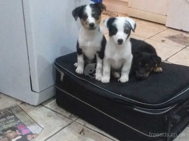Jack Russell puppies for sale in Cwmbran/Cwmbrân, Newport – 10 months old - Image 1 of 4