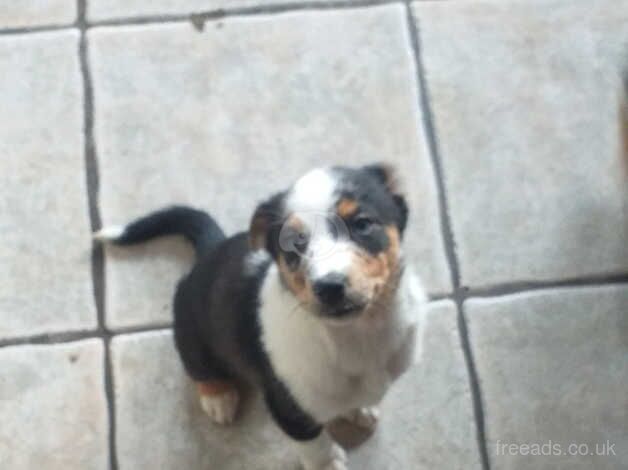 Jack Russell puppies for sale in Cwmbran/Cwmbrân, Newport – 10 months old - Image 2 of 4