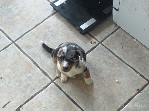 Jack Russell puppies for sale in Cwmbran/Cwmbrân, Newport – 10 months old - Image 3 of 4
