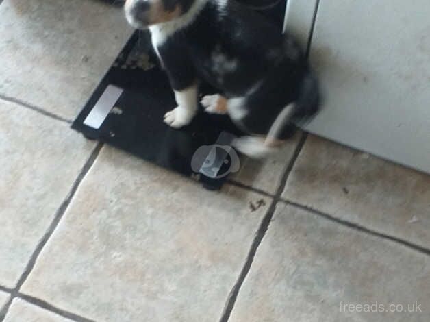 Jack Russell puppies for sale in Cwmbran/Cwmbrân, Newport – 10 months old - Image 4 of 4