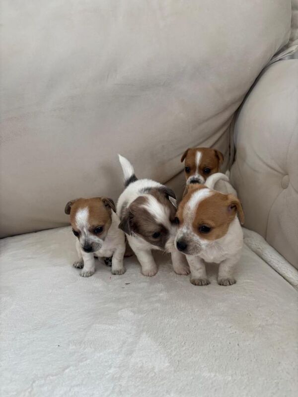 Jack Russell cross Chihuahua