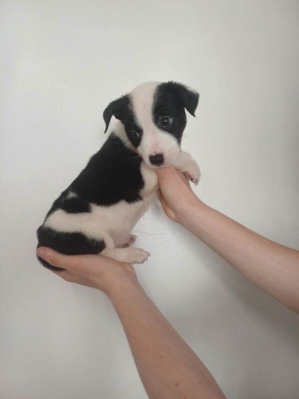 Jack russell cross chihuahua cross border Collie puppies