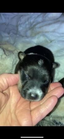 Jack Russell Terrier puppies for sale in Wrexham, Wales – 1 year old - Image 1 of 5