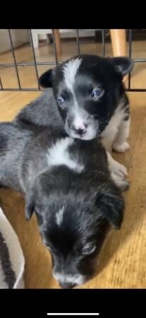 Jack Russell cross collie for sale in Wrexham, Wales - Image 2