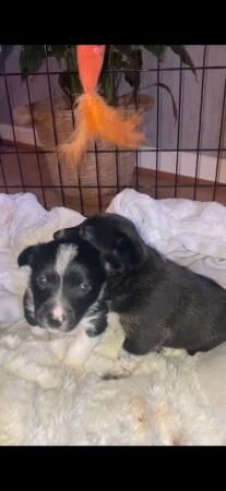 Jack Russell cross collie for sale in Wrexham, Wales - Image 3
