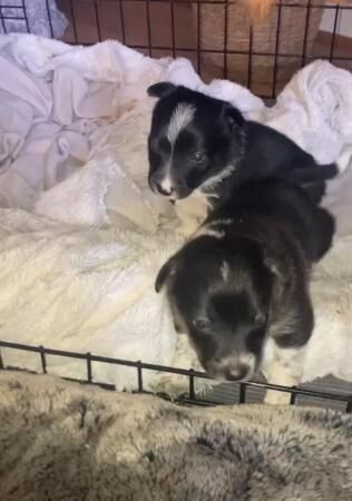 Jack Russell cross collie for sale in Wrexham, Wales - Image 4