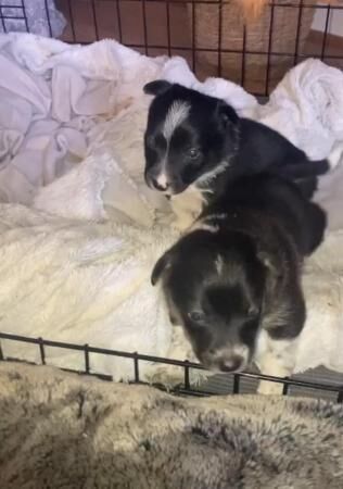 Jack Russell Terrier puppies for sale in Wrexham, Wales – 1 year old - Image 4 of 5