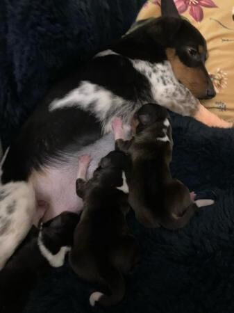 Jack Russell Terrier puppies for sale in Wrexham, Wales – 1 year old - Image 5 of 5